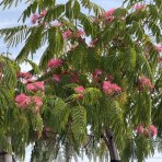 Albízia ružová (Albizia Julibrissin) ´OMBRELLA´® - výška 180-200 cm, kont. C35L - VIACKMENNÁ
